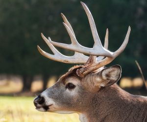 Do deer antlers get bigger each year? | Proper Hunting