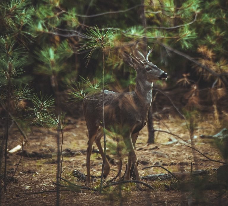 Is it legal to hunt deer at night? Proper Hunting