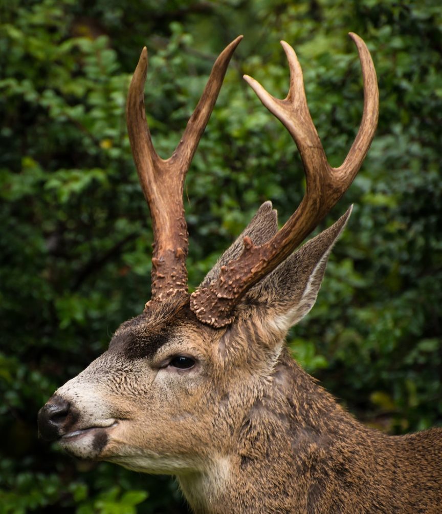 do deer antlers get bigger each year