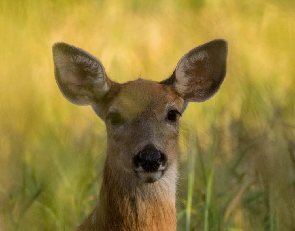 what colors can deer see?