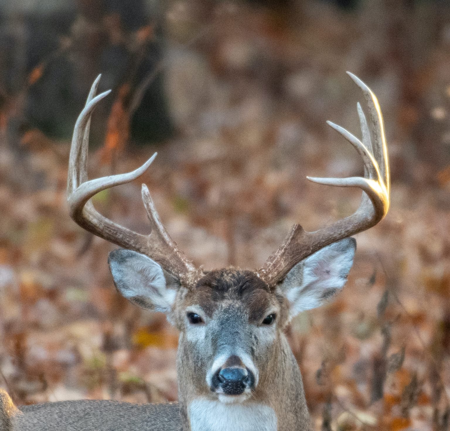 do-deer-antlers-get-bigger-each-year-proper-hunting