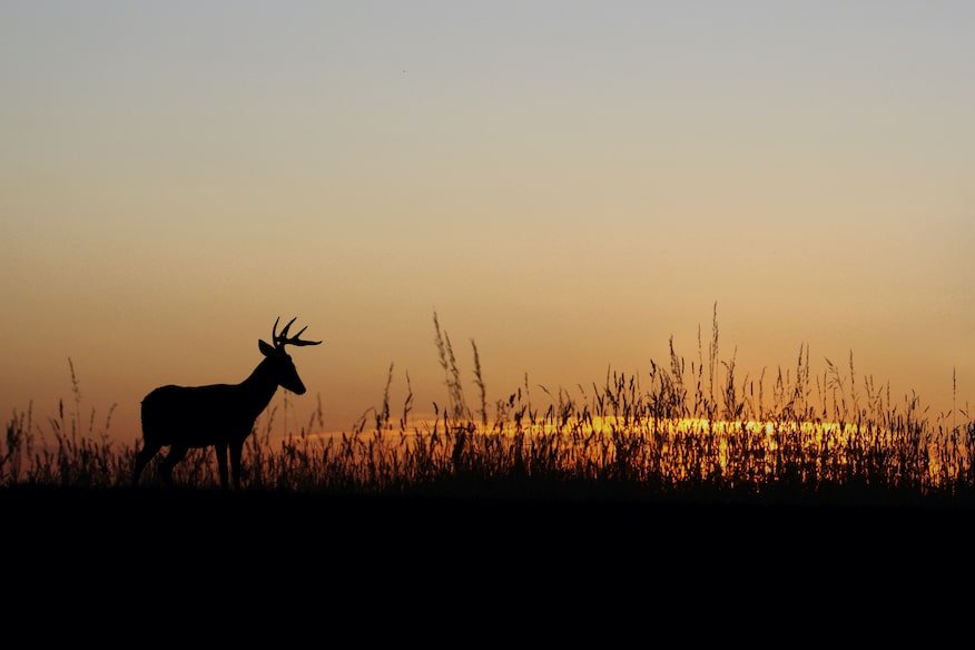 does moon phase impact deer movement?