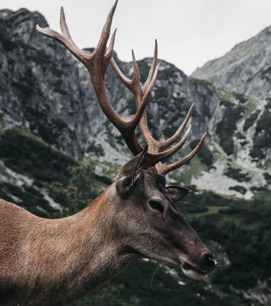 why do deer antlers grow velvet