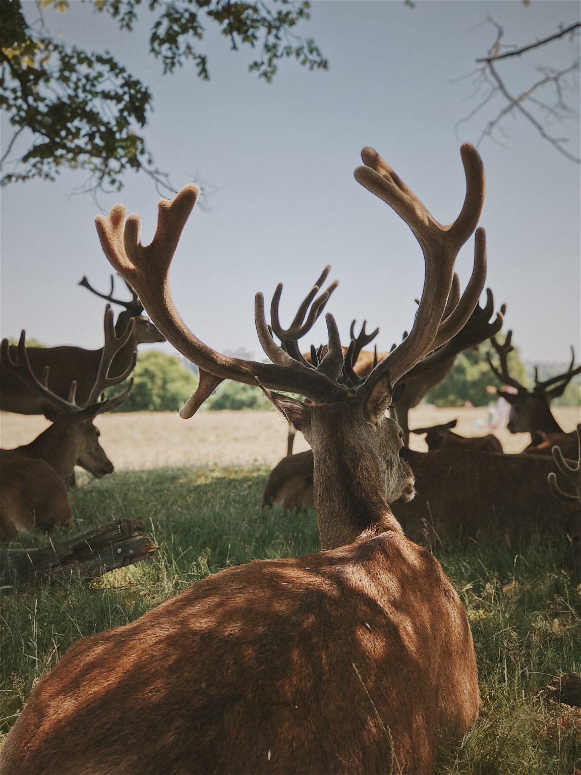 5-reasons-why-deer-grow-velvet-on-their-antlers-proper-hunting