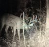 5 Reasons Why Deer Grow Velvet On Their Antlers